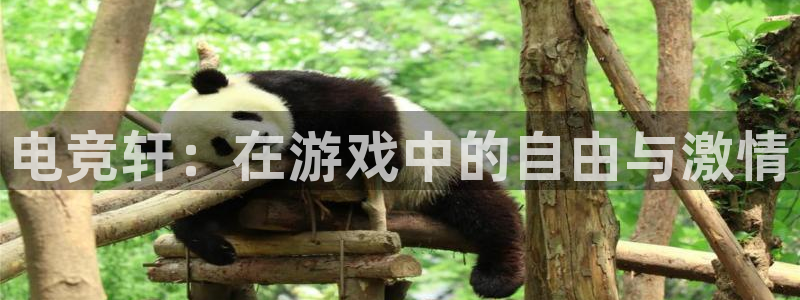 易游电竞：电竞轩：在游戏中的自由与激情